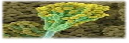 Mycology and fungal biotechnology